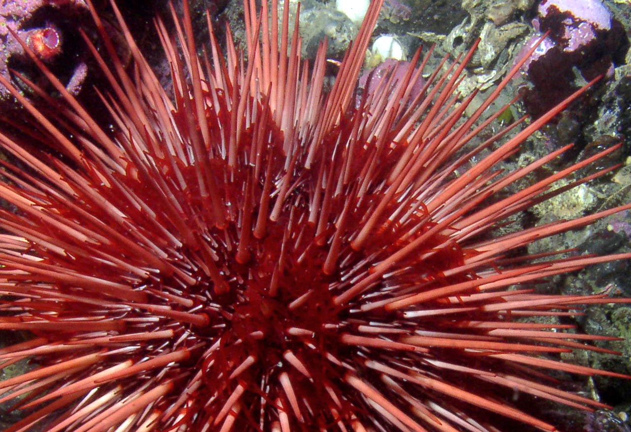 Genomic Signatures of Exceptional Longevity and Negligible Aging in the Long-Lived Red Sea Urchin